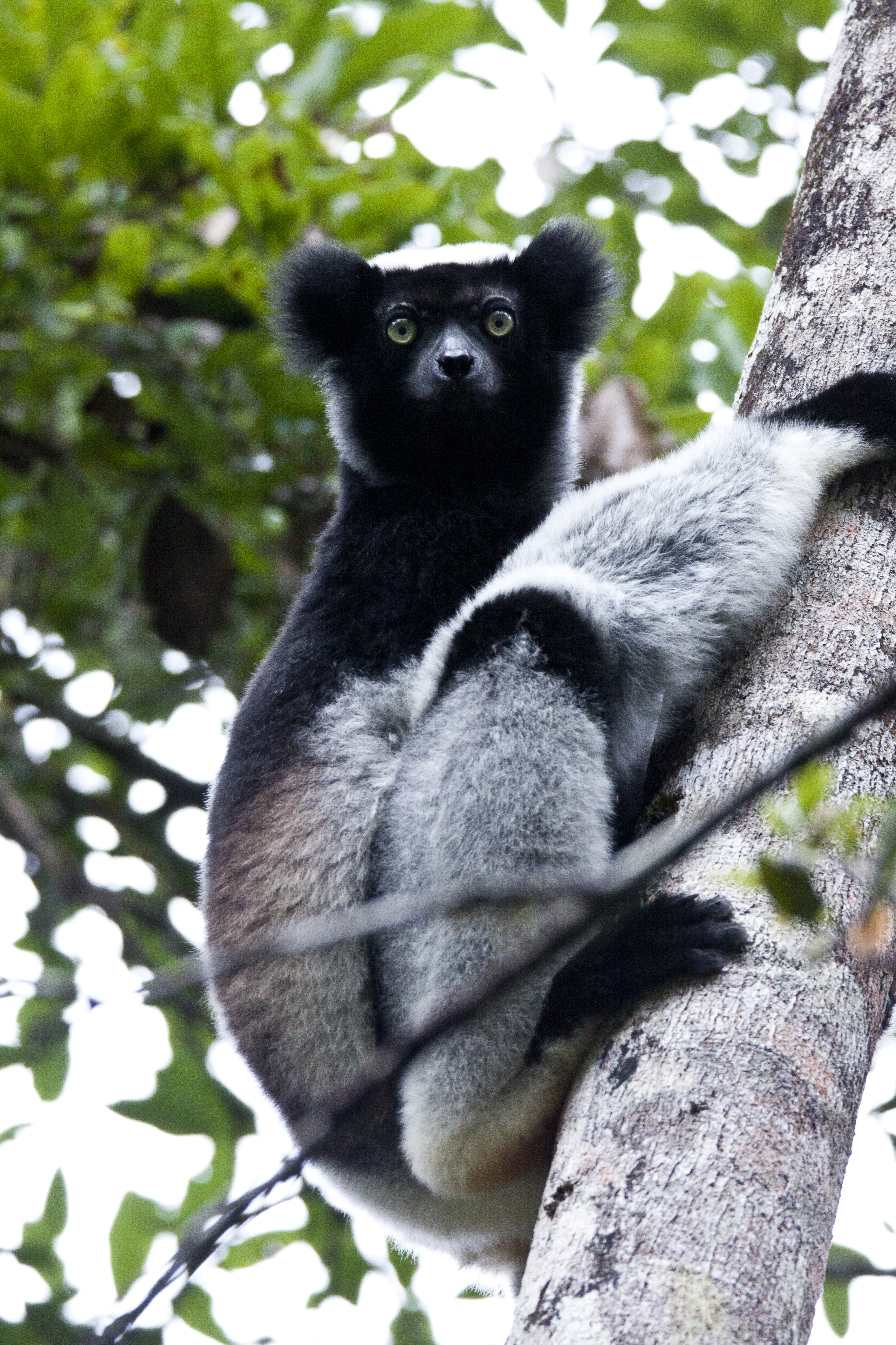 Indi lemur